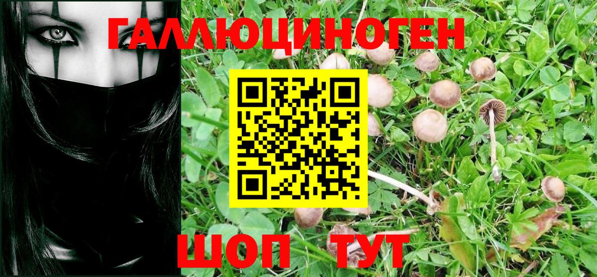Тимашёвск  Псилоцибиновые грибы Psilocybe  Вход с VPN 